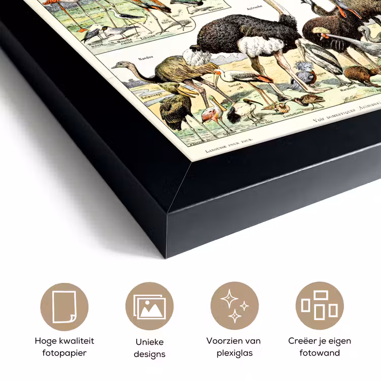 Poster met lijst - Vogel - Natuur - Dieren - Vintage - Kunstwerk — 6