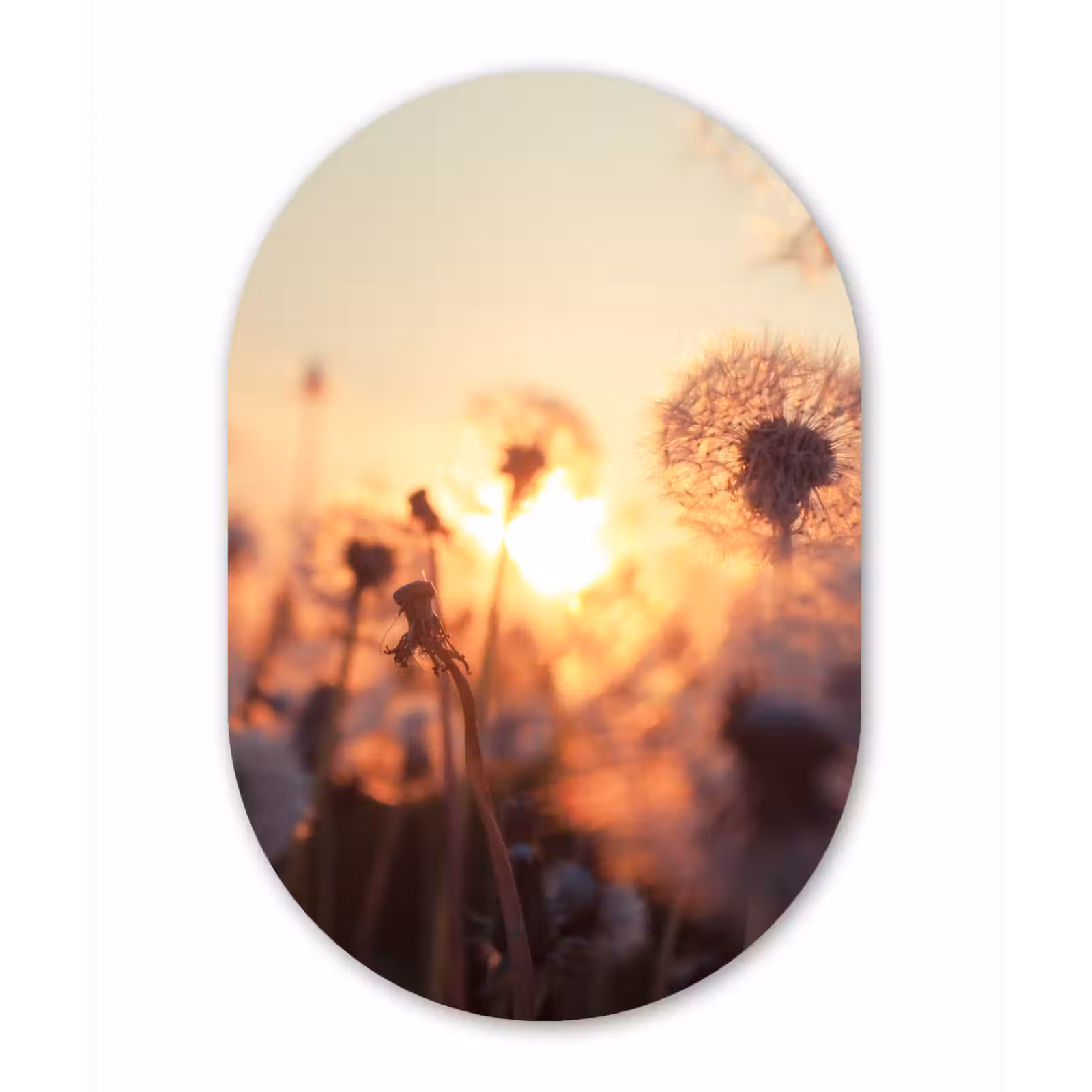 Muurovaal - Paardenbloem - Zonsondergang - Lente — 1