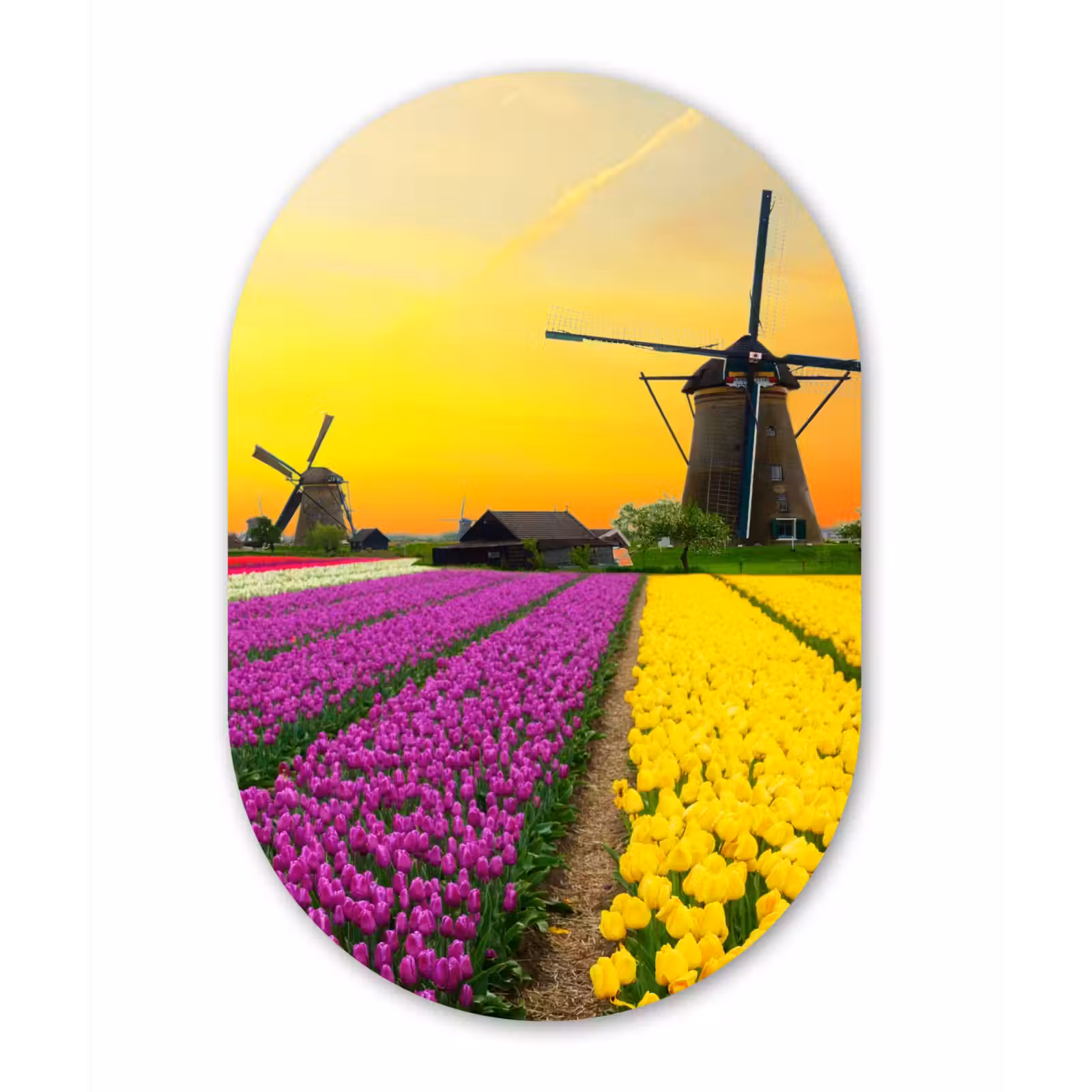 Muurovaal - Windmolen - Tulpen - Bloemen - Lente — 1