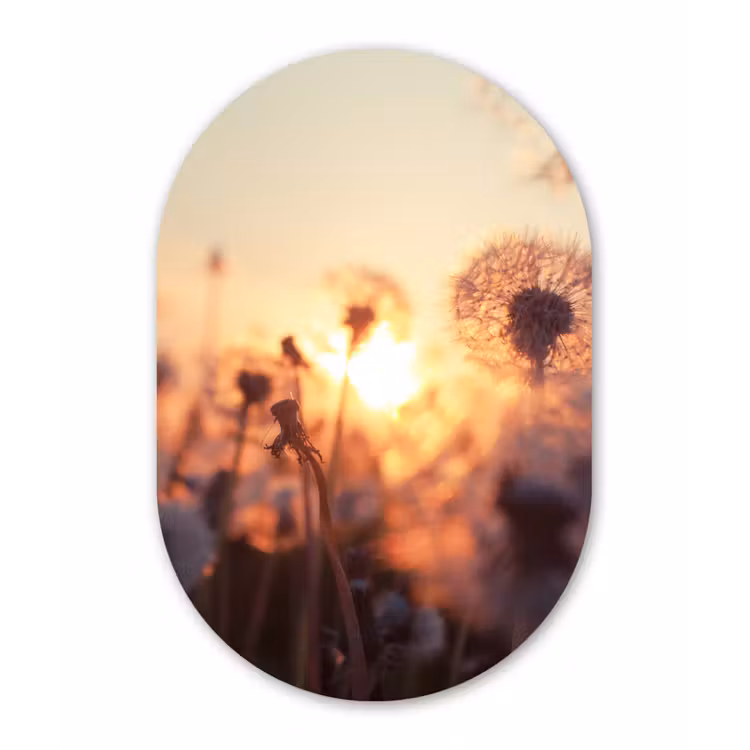 Muurovaal - Paardenbloem - Zonsondergang - Lente — 1