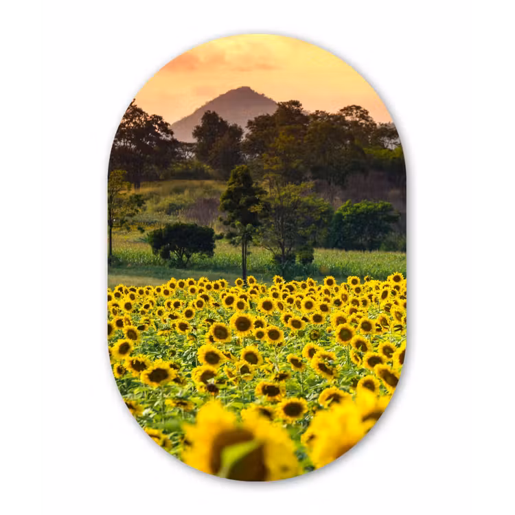 Muurovaal - Zonnebloem - Natuur - Berg — 2