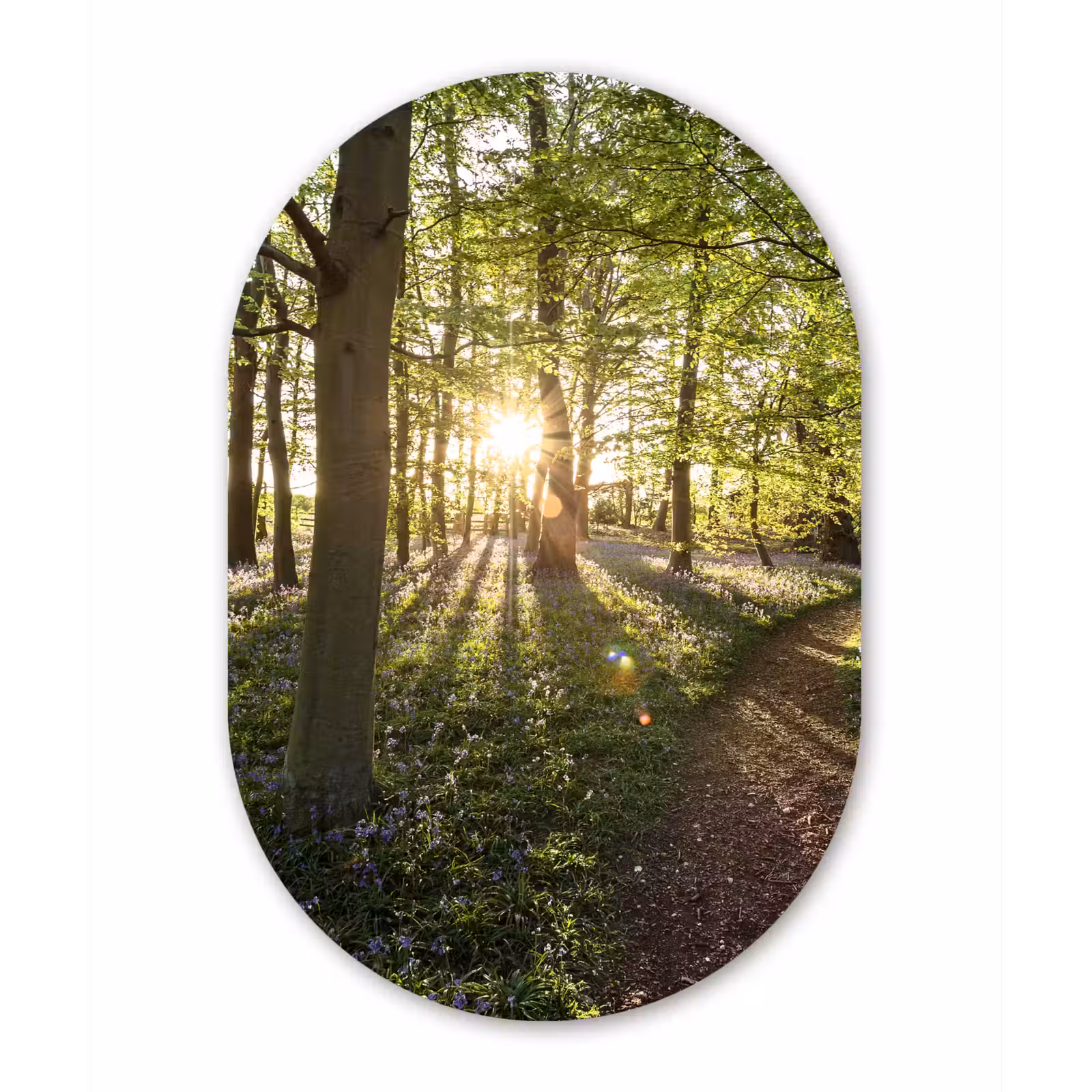Muurovaal - Bos - Boom - Zon — 1