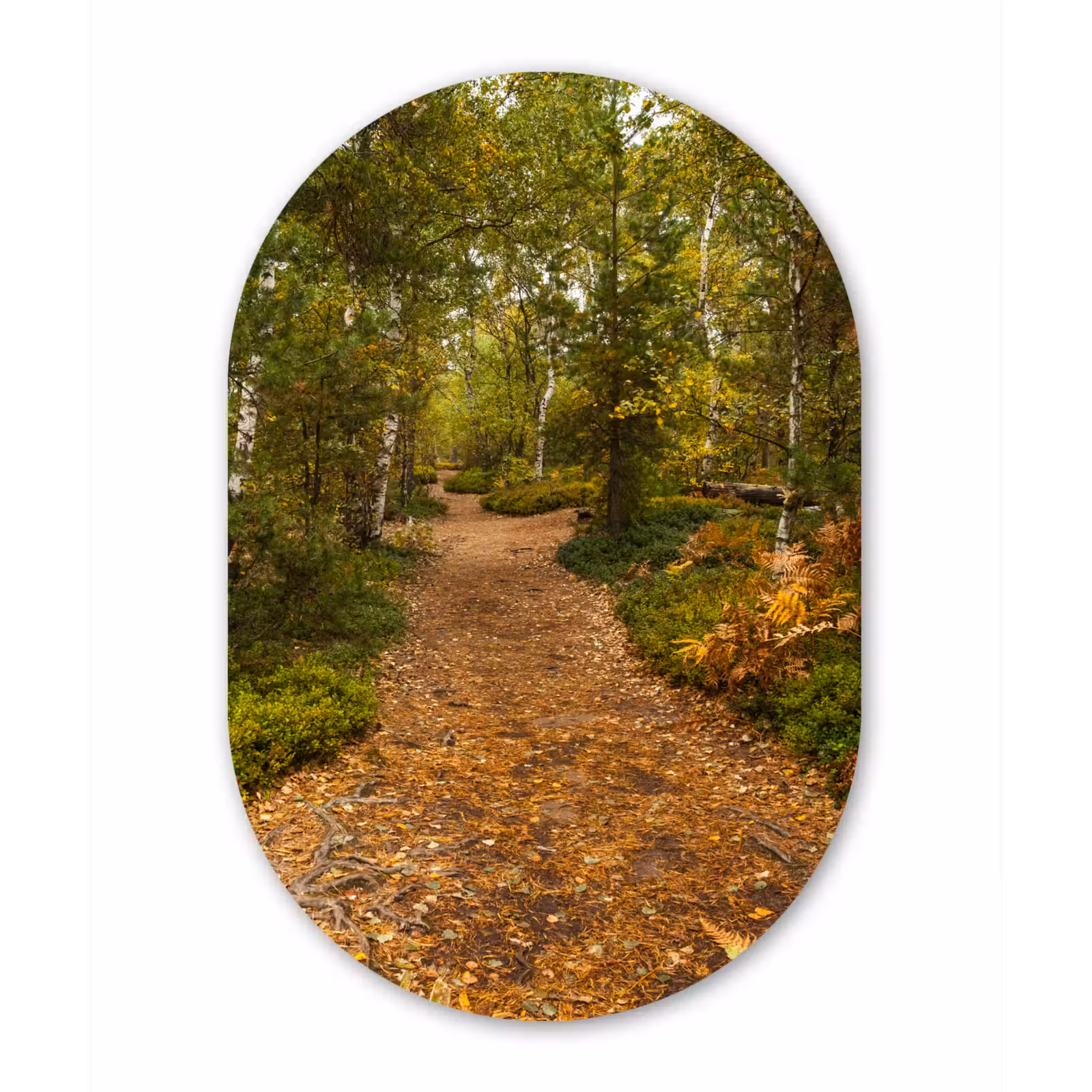 Muurovaal - Bos - Pad - Herfst - Bladeren — 1
