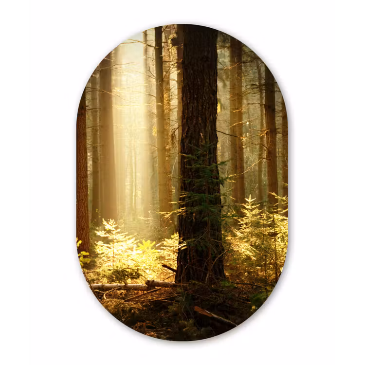 Muurovaal - Bos - Bomen - Zon — 2