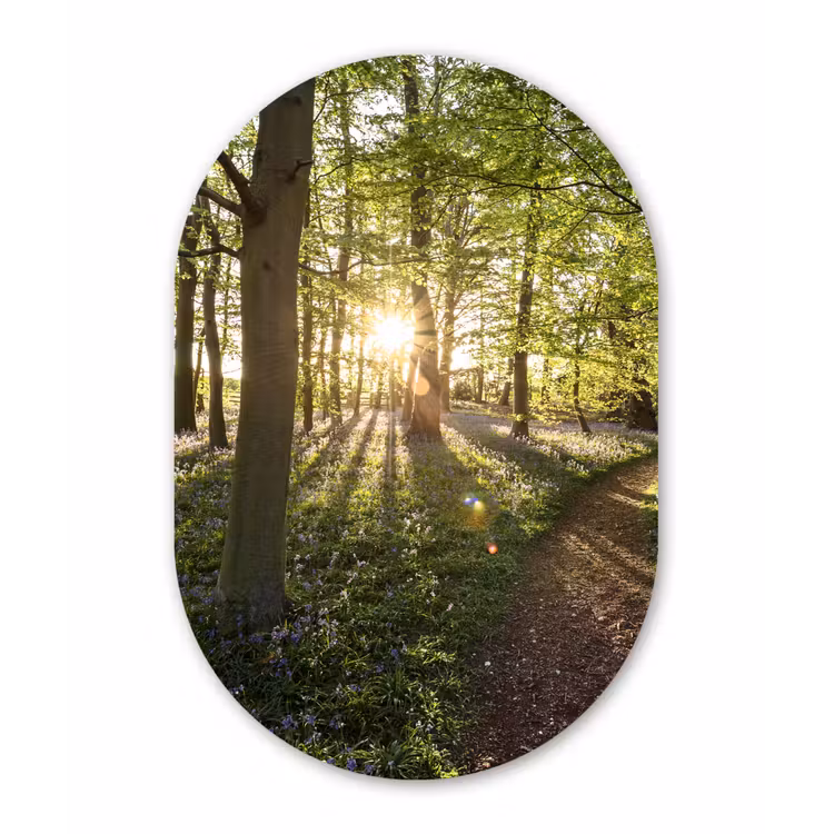 Muurovaal - Bos - Boom - Zon — 1