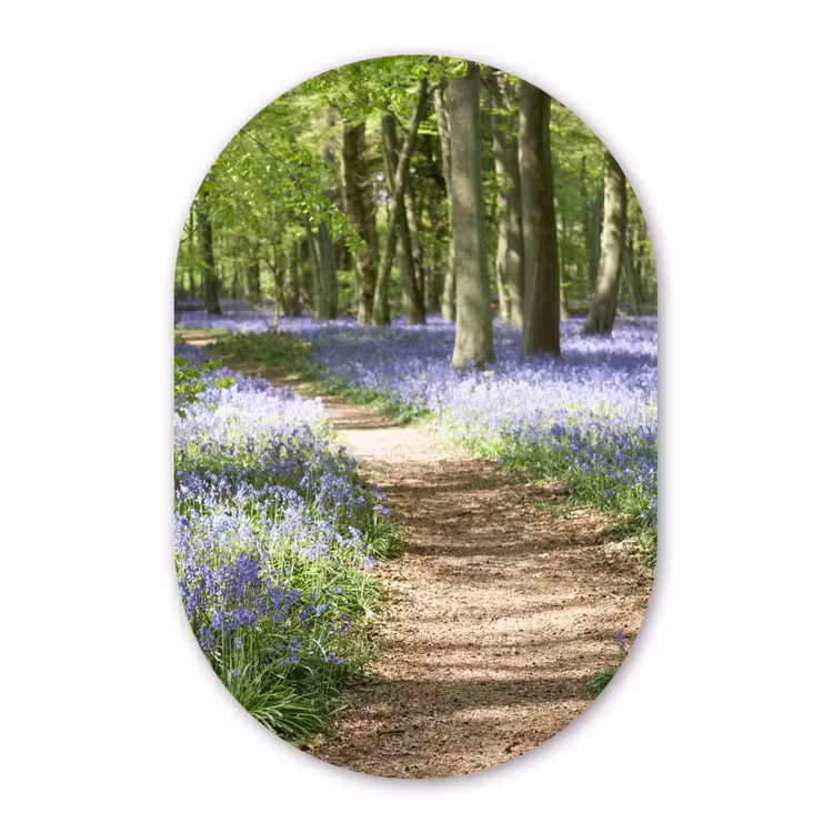 Muurovaal - Bos - Pad - Bloemen - Paars - Groen - Natuur — 3