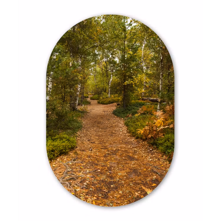 Muurovaal - Bos - Pad - Herfst - Bladeren — 1