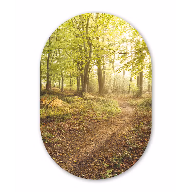 Muurovaal - Bos - Pad - Zonsopgang — 3