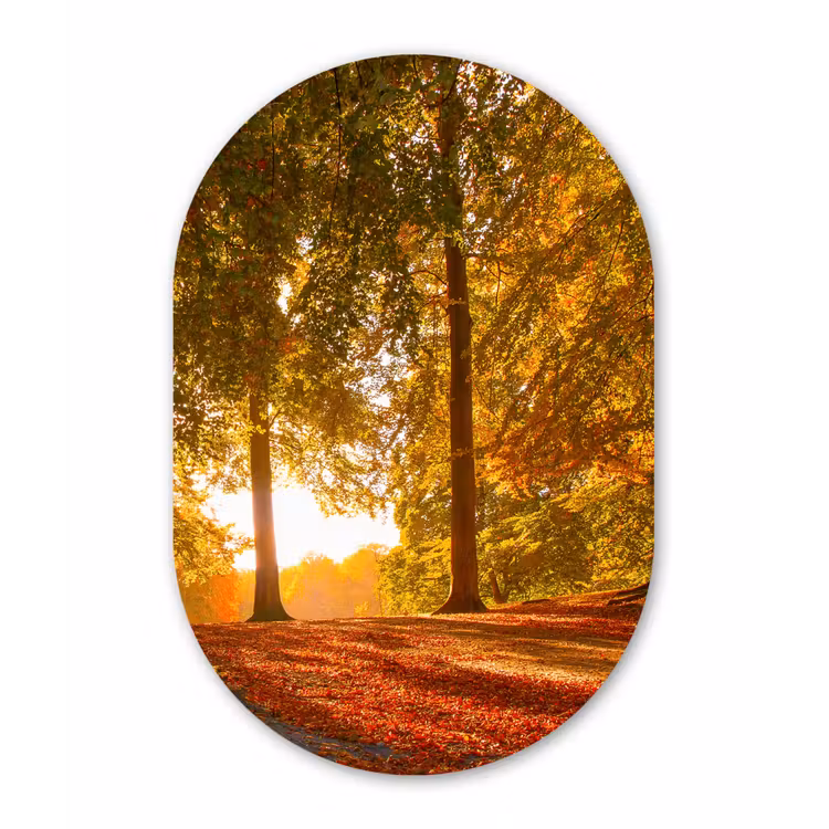 Muurovaal - Herfst - Licht - Bos — 1
