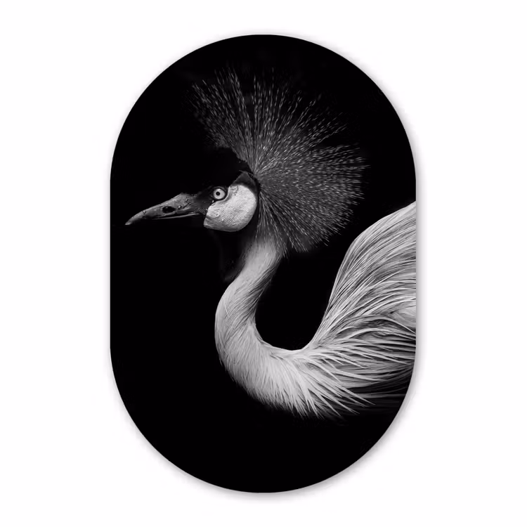 Muurovaal - Kraanvogel - Zwart - Wit - Vogel - Dieren — 2
