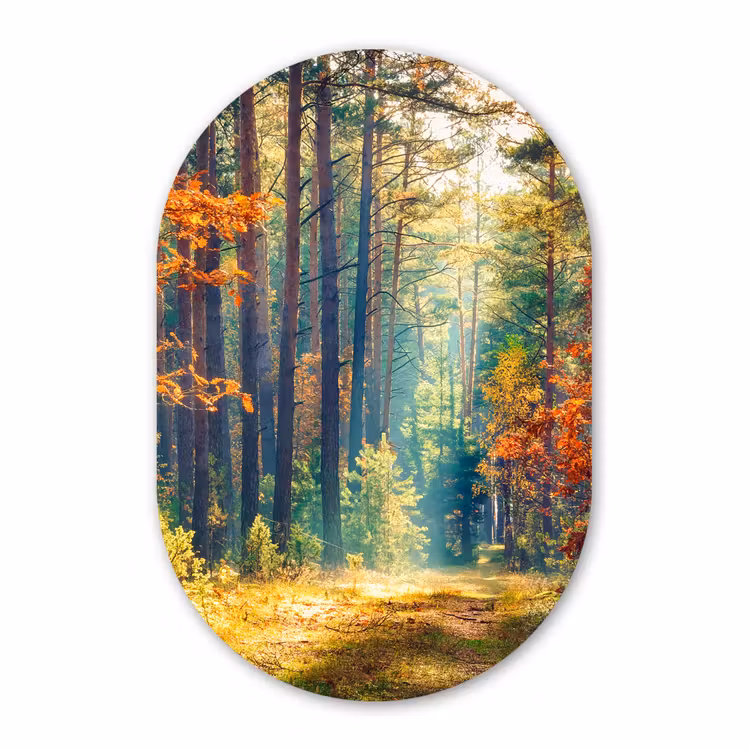 Muurovaal - Bos - Zon - Natuur - Herfst — 2