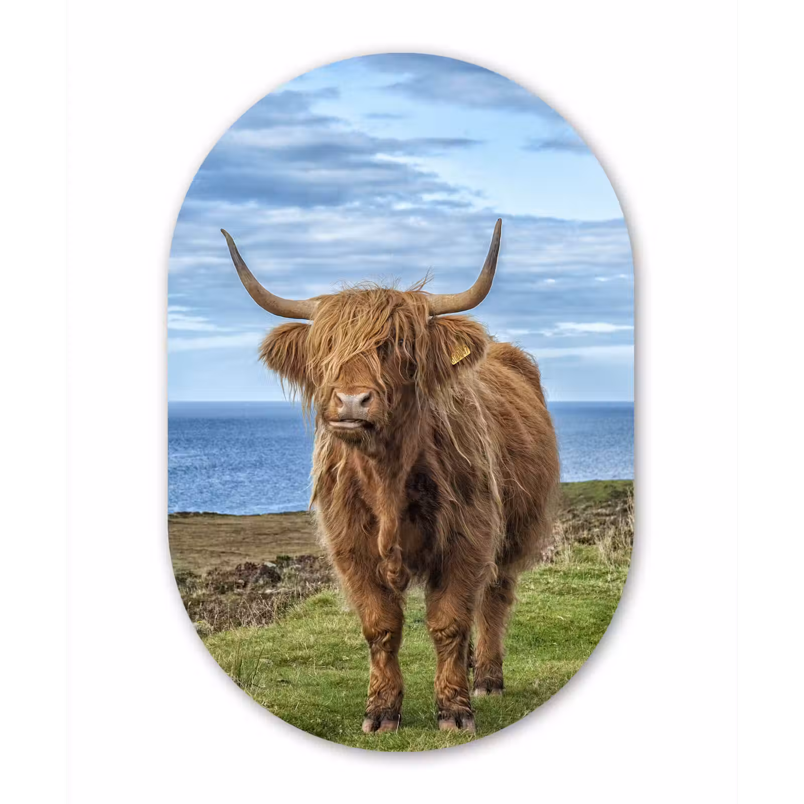 Muurovaal - Schotse hooglander - Wolken - Landschap — 1