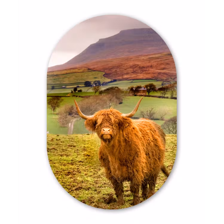 Muurovaal - Schotse Hooglander - Berg - Herfst — 3