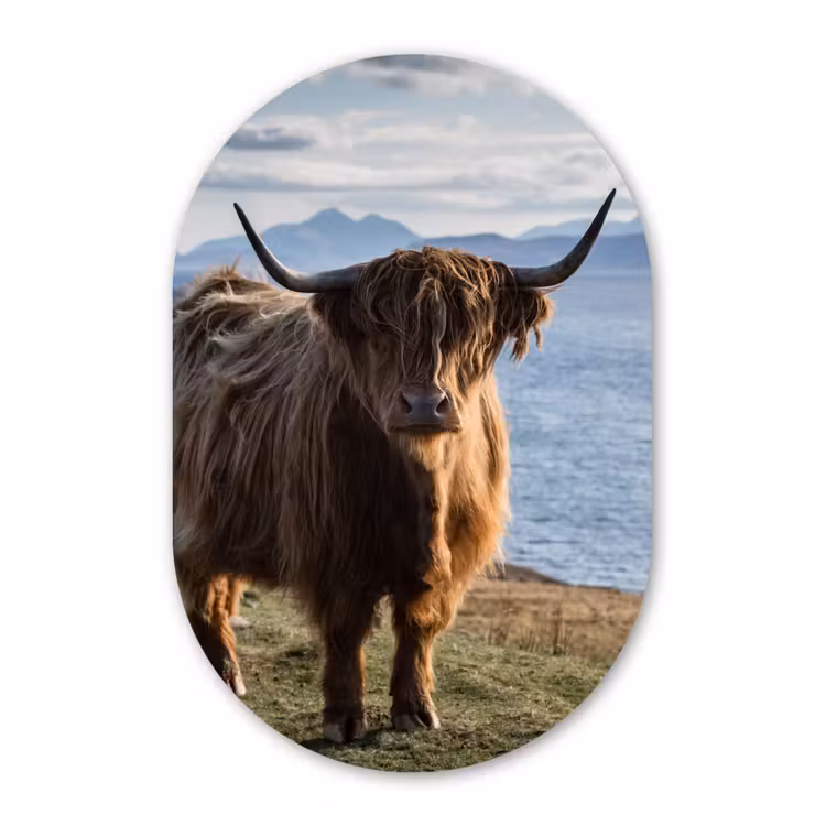 Muurovaal - Schotse Hooglander - Bergen - Zee — 3