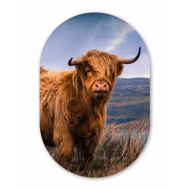 Muurovaal - Schotse hooglander - Lucht - Natuur — 1