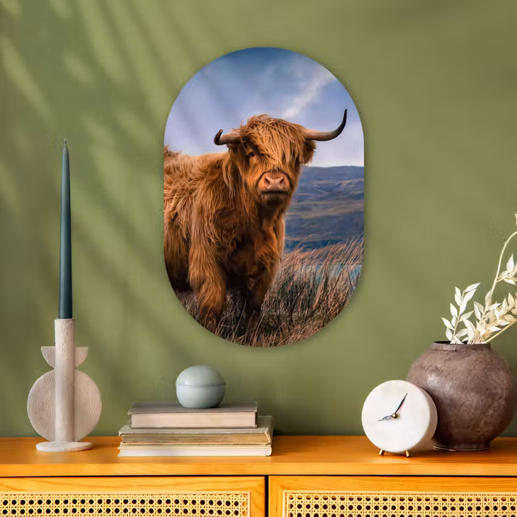 Muurovaal - Schotse hooglander - Lucht - Natuur — 3