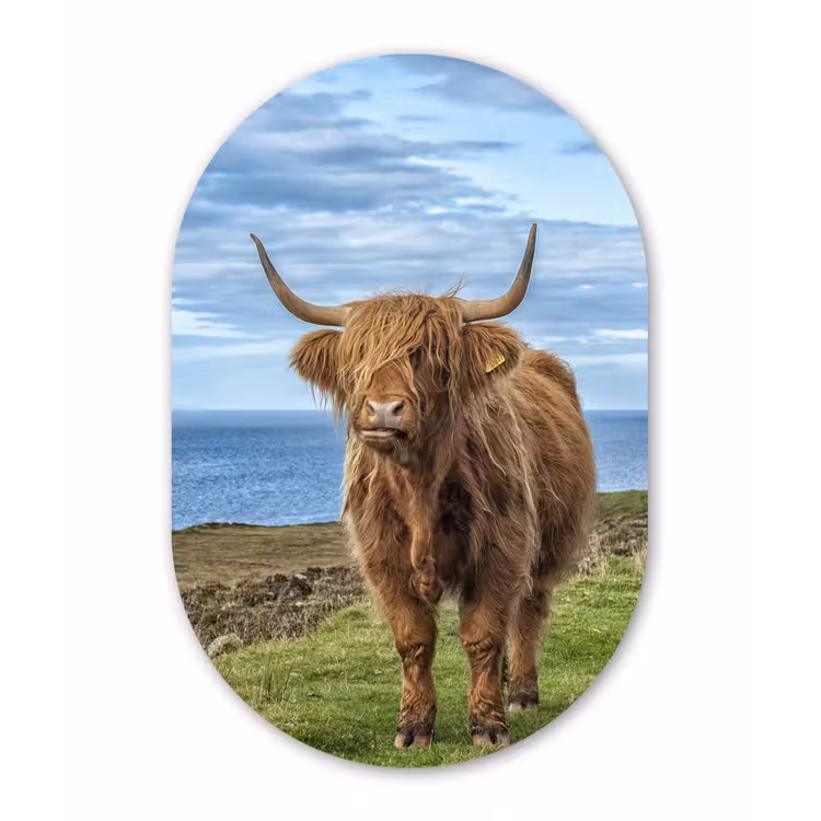 Muurovaal - Schotse Hooglander - Water - Horens — 3