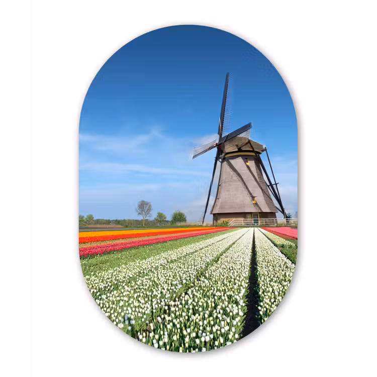 Muurovaal - Kunststof - Molen tussen de tulpen in Nederland — 2