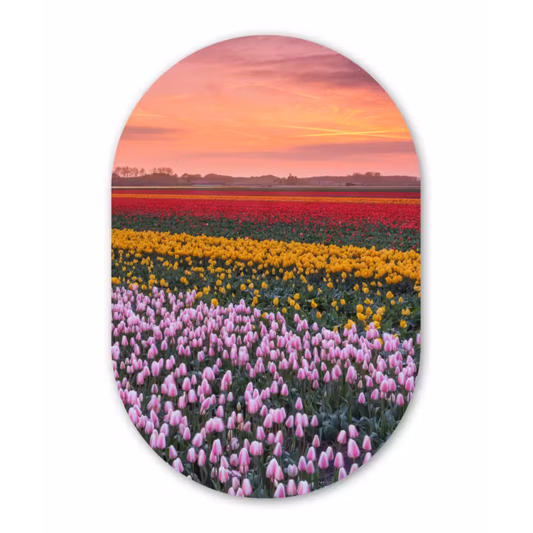 Muurovaal - Kunststof - Paarse tulpen in Nederland — 1