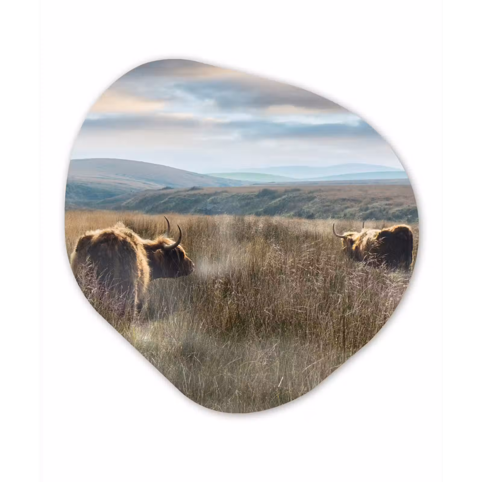 Organische Formen – Aluminium – Schotse Hooglanders - Mist - Gras — 1