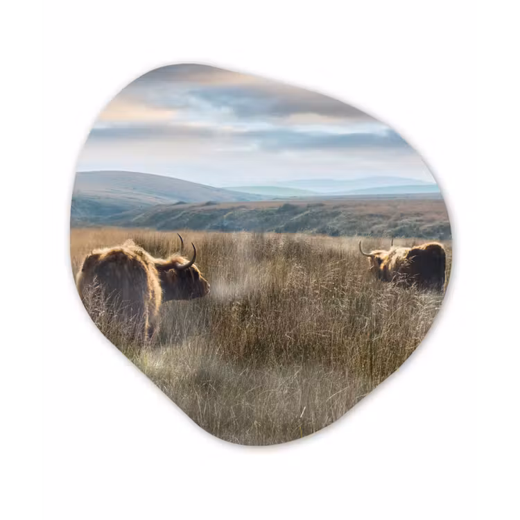 Organische Formen – Aluminium – Schotse Hooglanders - Mist - Gras — 1