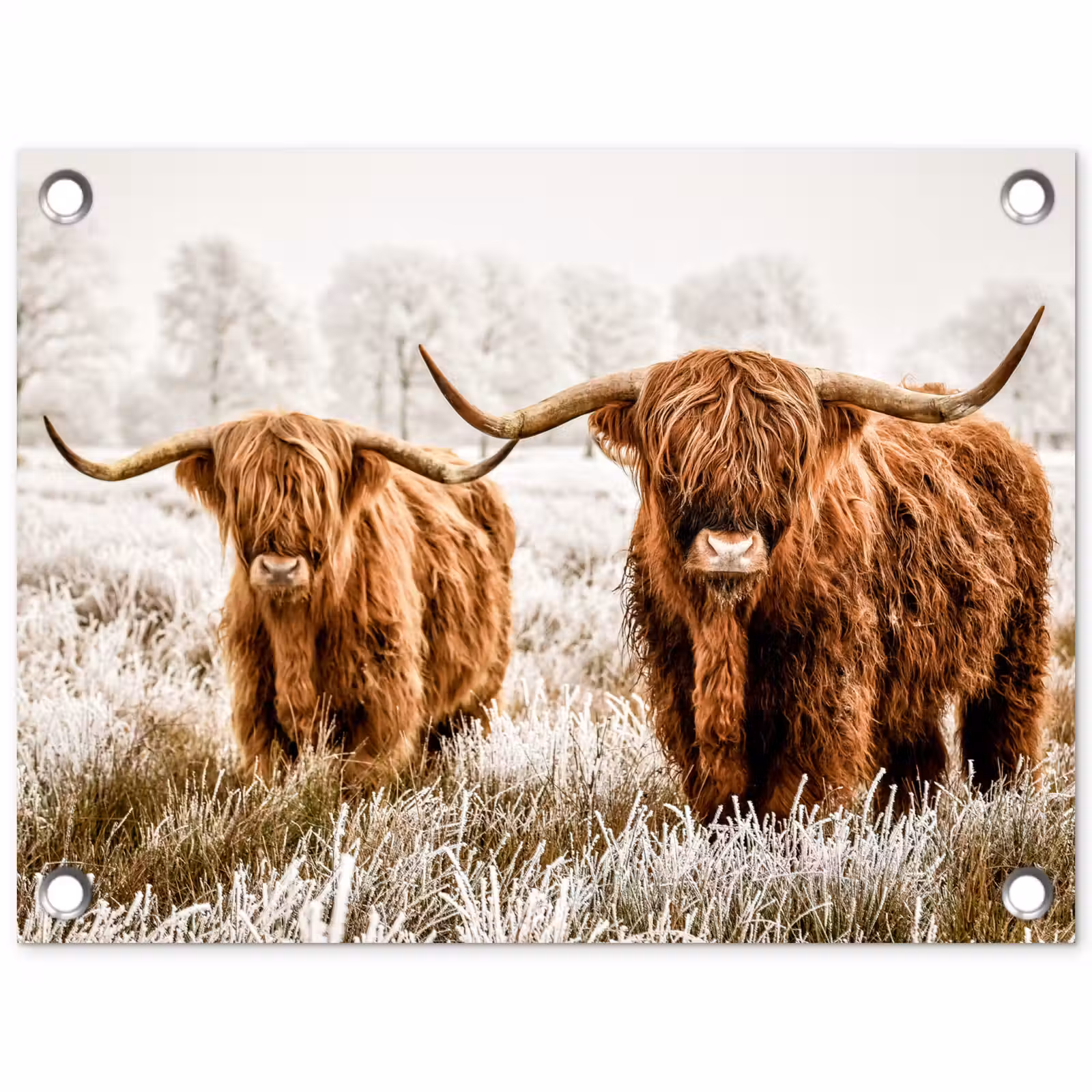Tuinposter - Hooglanders in de Winter — 1