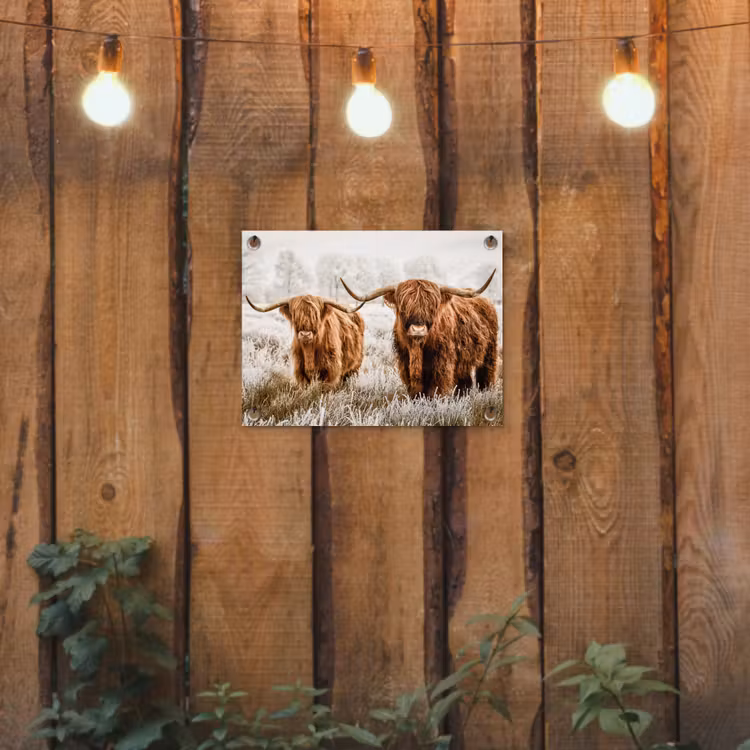 Tuinposter - Hooglanders in de Winter — 2
