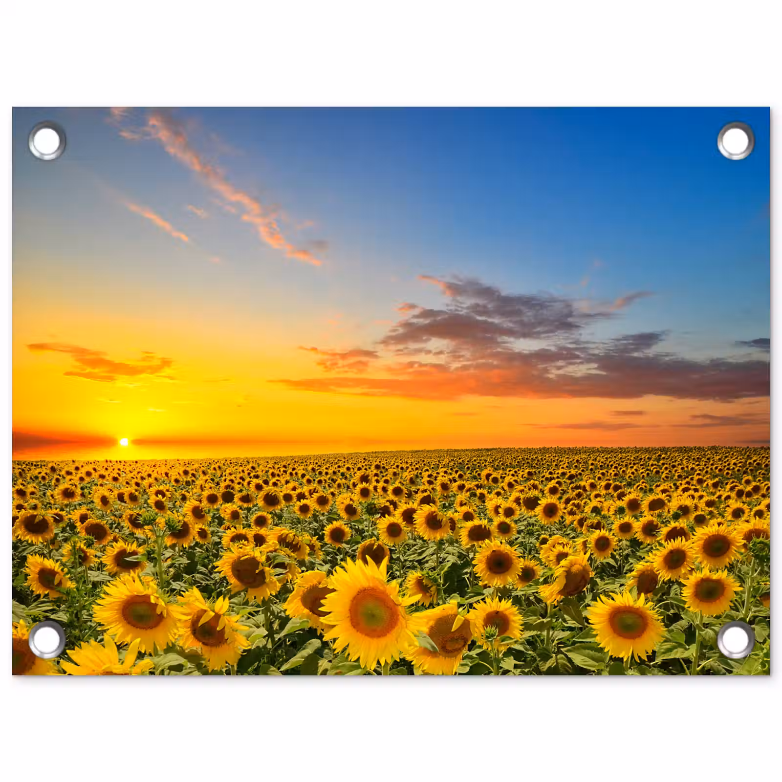 Tuinposter - Uitgestrekt zonnebloemveld bij zonsondergang — 1