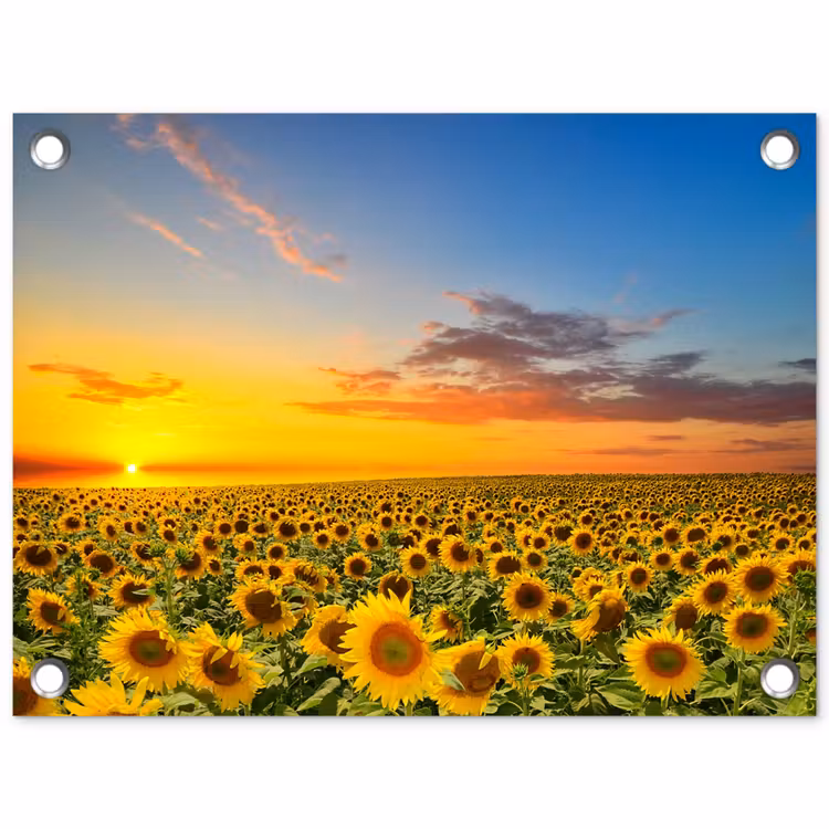 Tuinposter - Uitgestrekt zonnebloemveld bij zonsondergang — 1