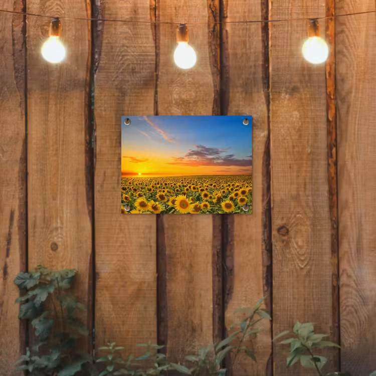 Tuinposter - Uitgestrekt zonnebloemveld bij zonsondergang — 2