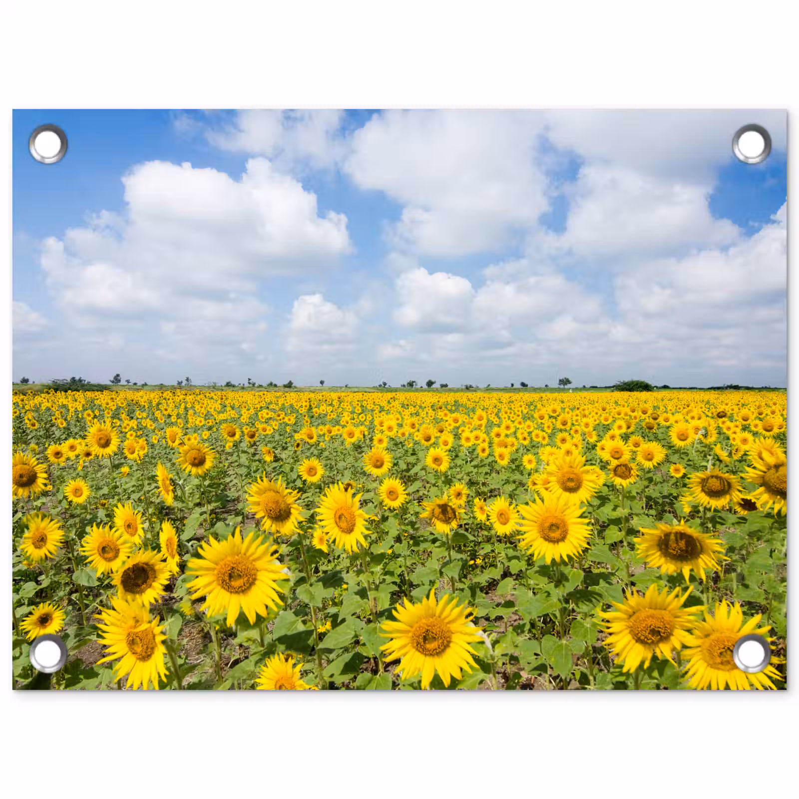 Tuinposter - Uitgestrekt veld zonnebloemen onder een blauwe hemel — 1