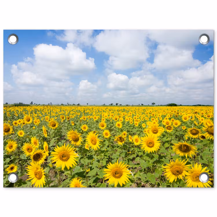 Tuinposter - Uitgestrekt veld zonnebloemen onder een blauwe hemel — 1