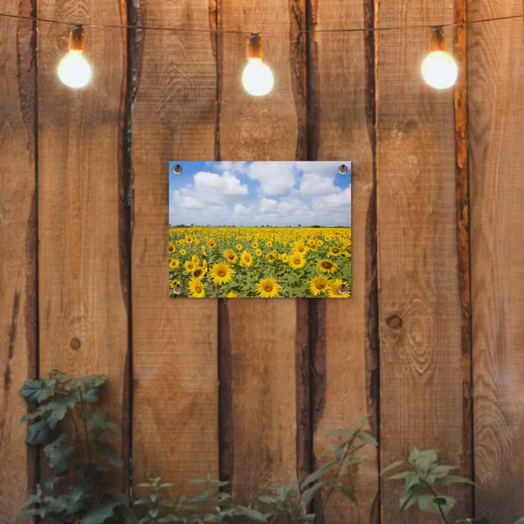 Tuinposter - Uitgestrekt veld zonnebloemen onder een blauwe hemel — 2