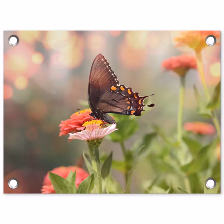 Tuinposter - Vlinder op zomerbloem — 1