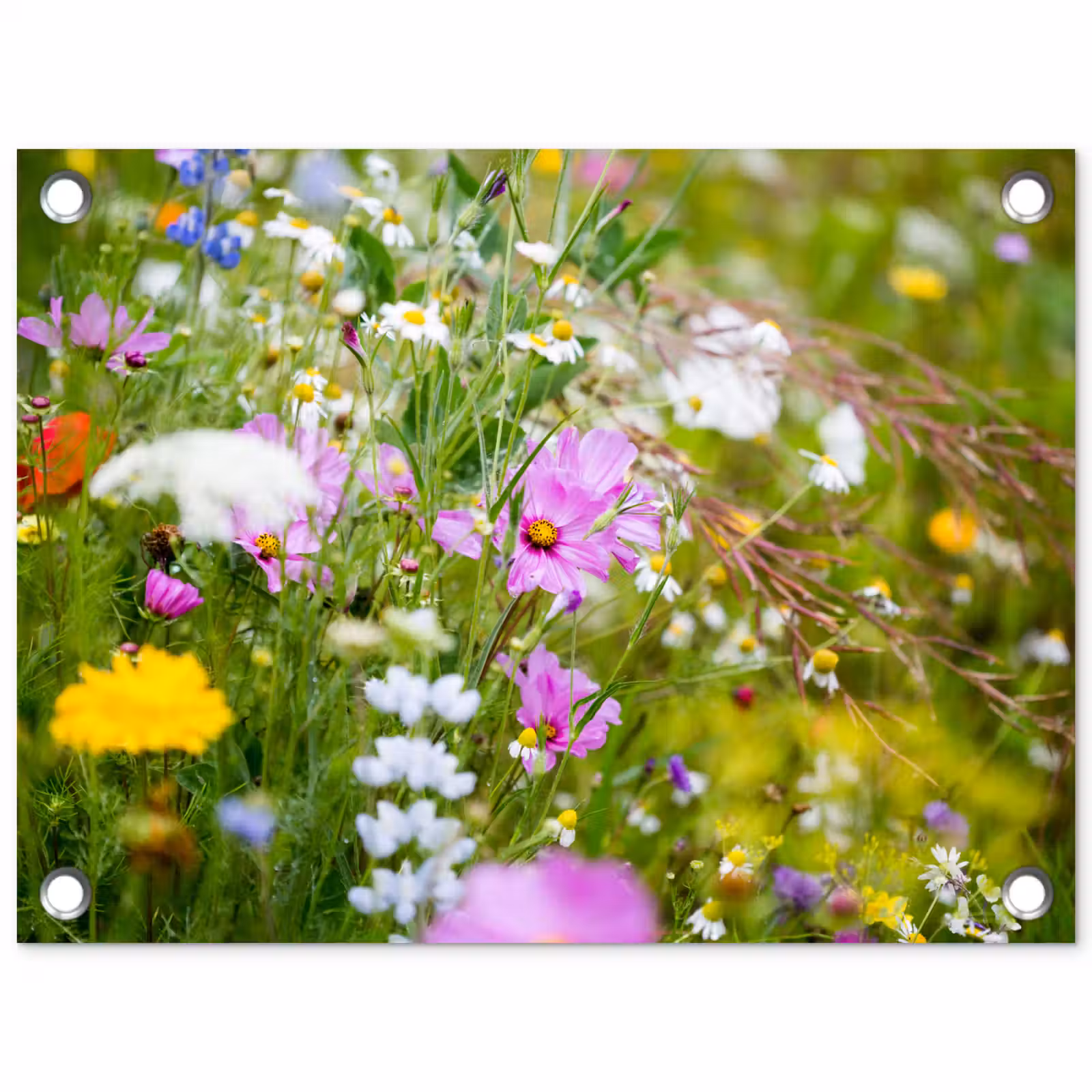 Tuinposter - Wilde bloemen in volle bloei — 1