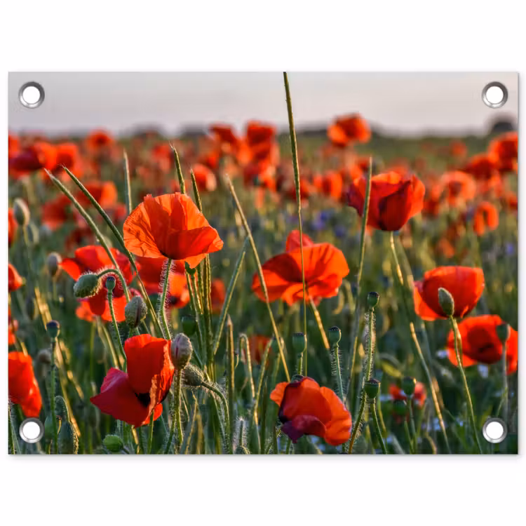 Tuinposter - Klaprozenveld bij zonsondergang — 1