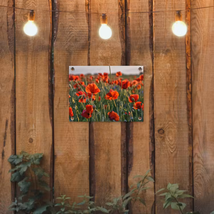 Tuinposter - Klaprozenveld bij zonsondergang — 2