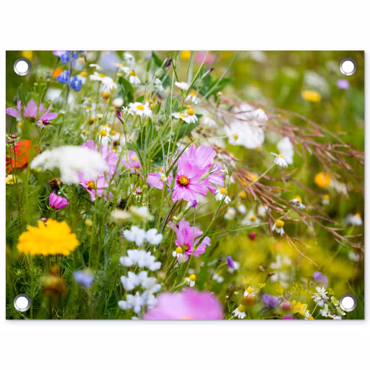 Tuinposter - Wilde bloemen in volle bloei — 1