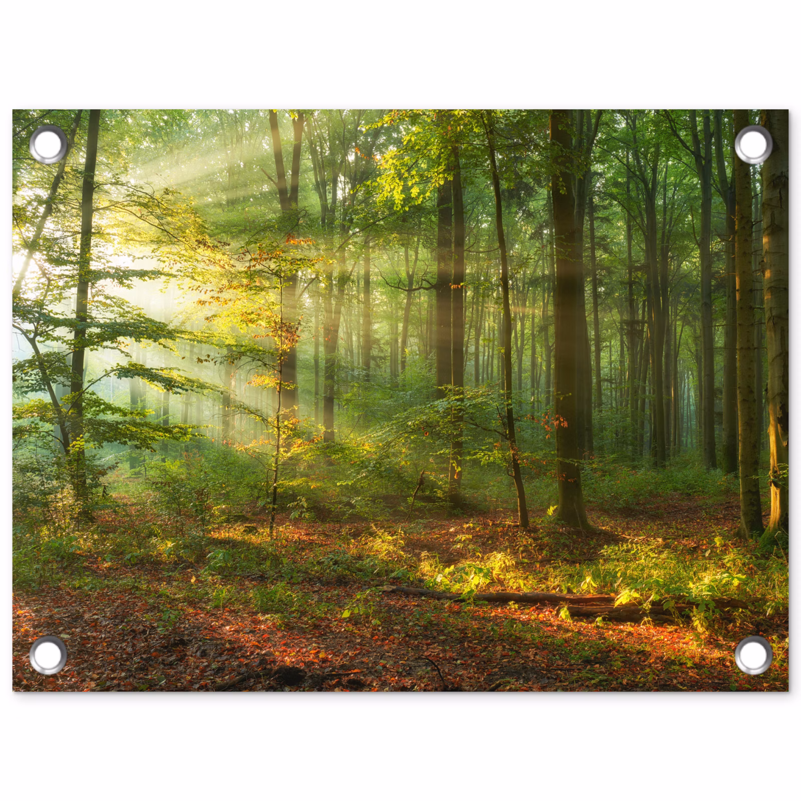 Tuinposter - Bos met Zonnestralen — 1