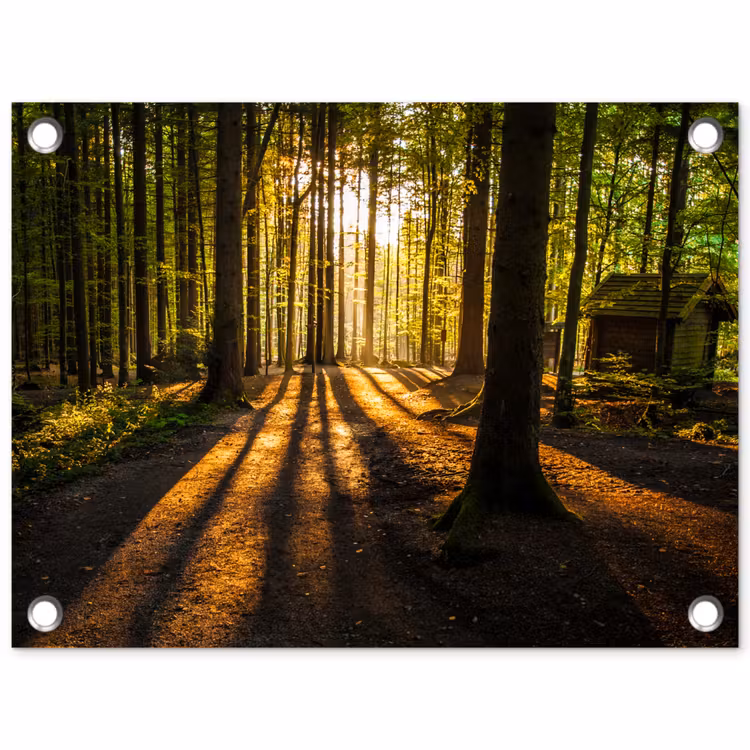 Tuinposter - Bos met Zonnestralen en Hut