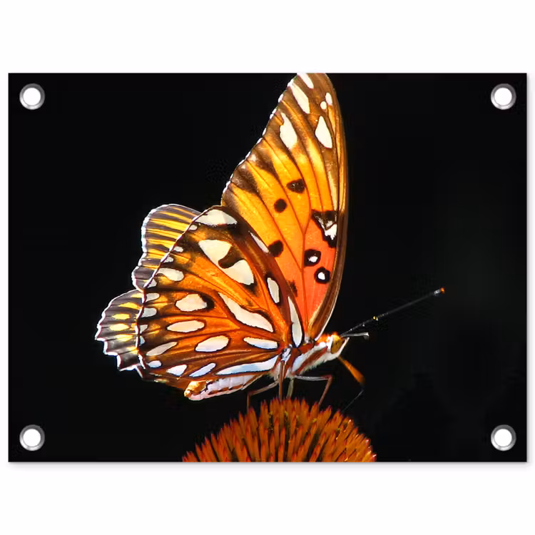 Tuinposter - Vlinder op bloem — 1