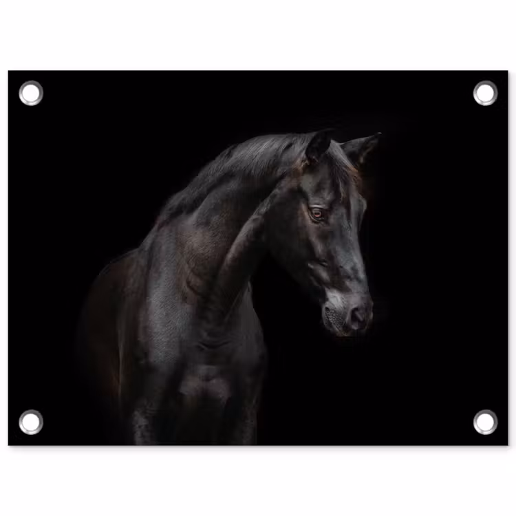 Tuinposter - Elegant zwart paard in het donker — 1