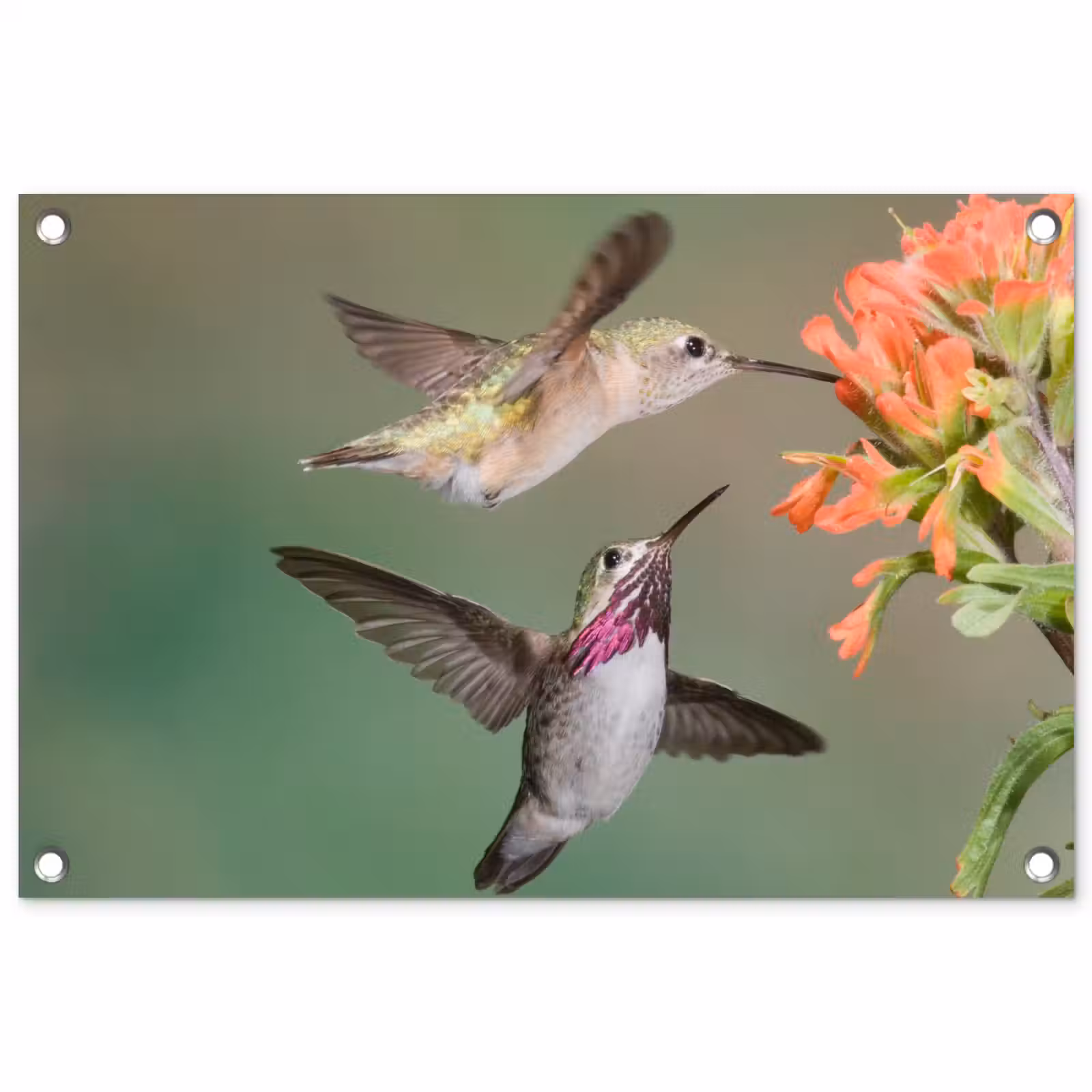 Tuinposter - Kolibries bij Bloemen — 1