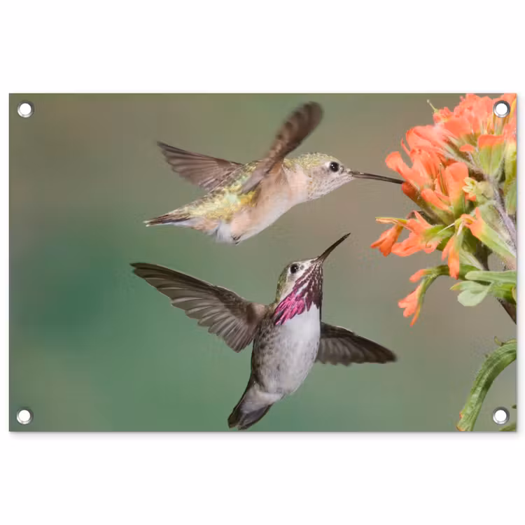 Tuinposter - Kolibries bij Bloemen — 1