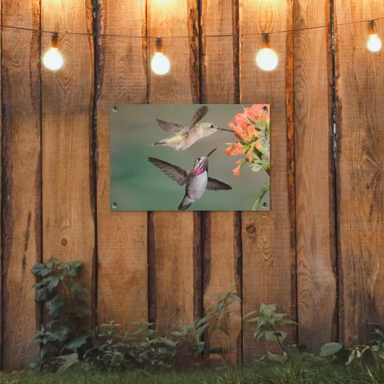 Tuinposter - Kolibries bij Bloemen — 2
