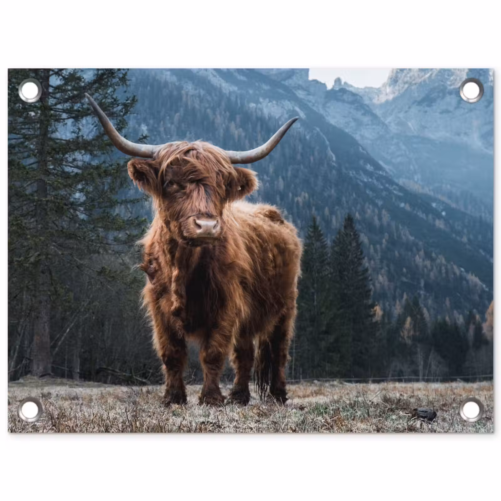 Tuinposter - Hooglander in de Bergen — 1
