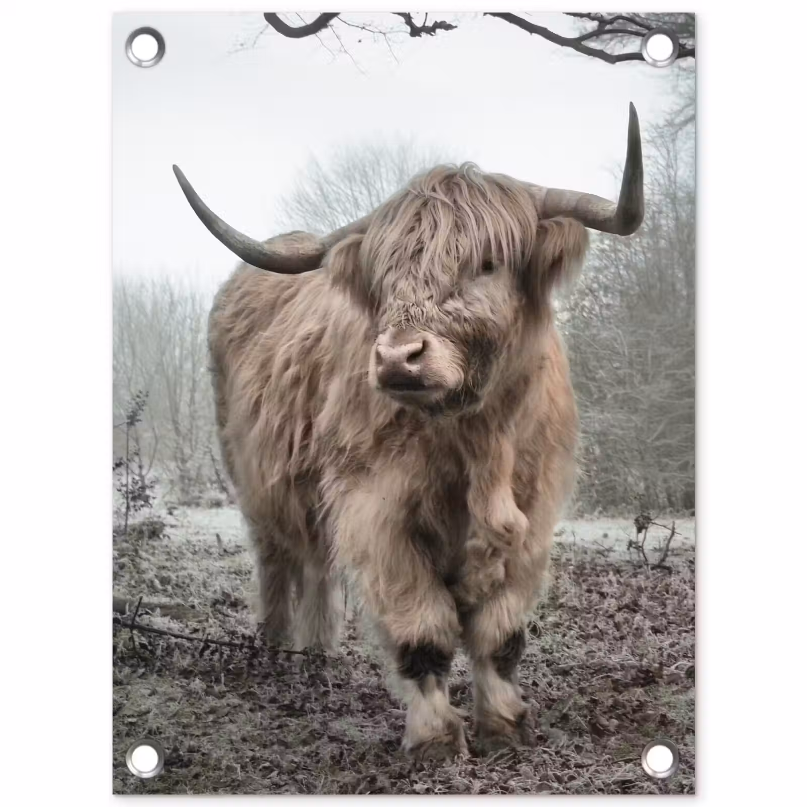 Tuinposter - Hooglander in de Mist — 1