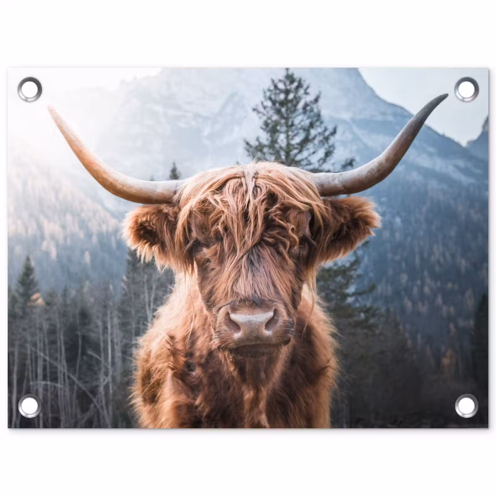 Tuinposter - Hooglander van Dichtbij — 1