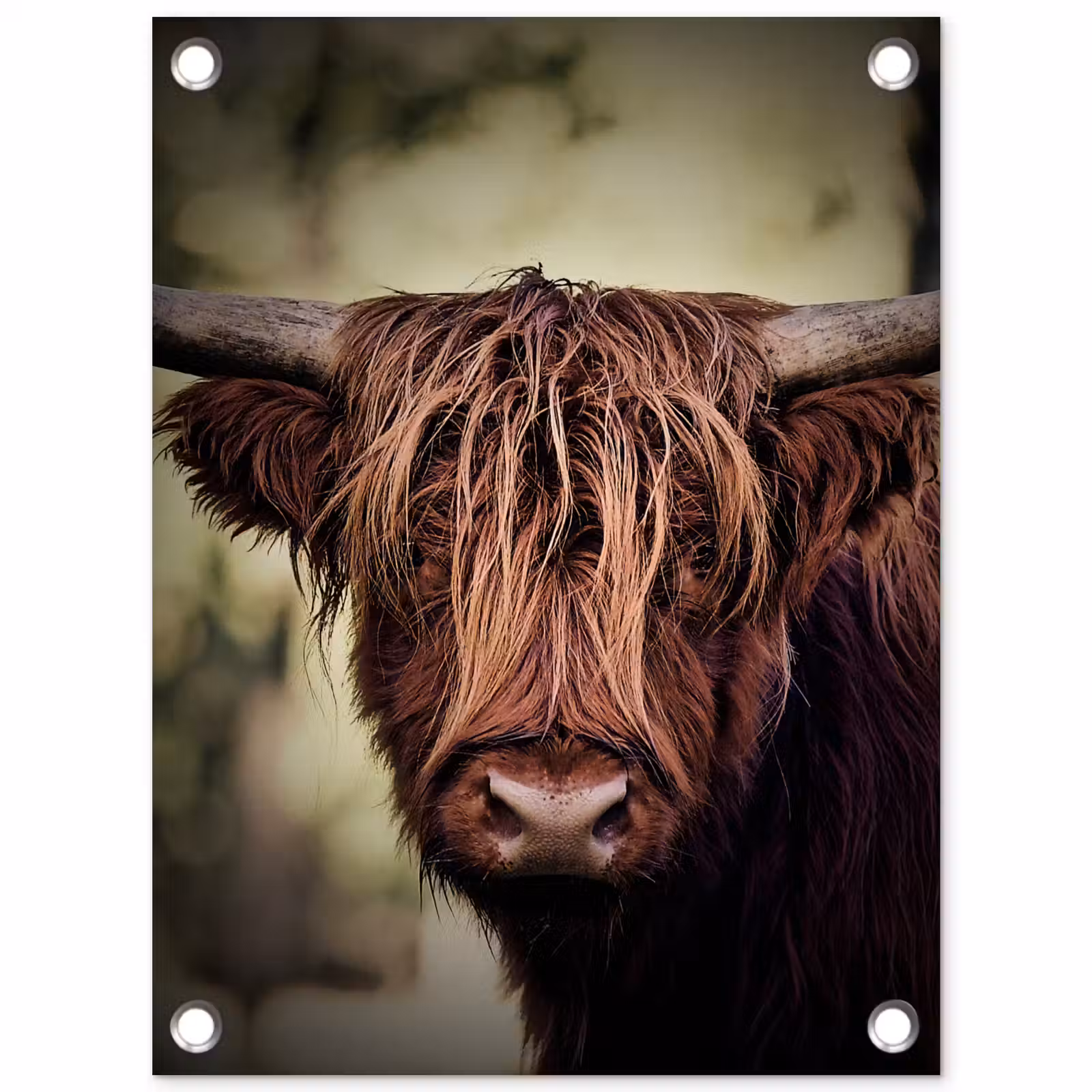 Tuinposter - Majestueuze Hooglander in het Donker — 1