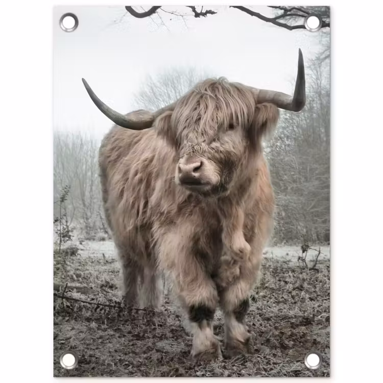 Tuinposter - Hooglander in de Mist — 1